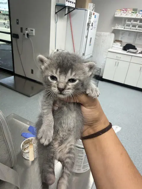 Cinnamon - Domestic Short Hair