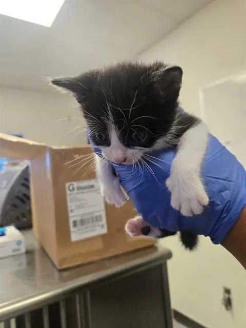 Basil - Domestic Short Hair