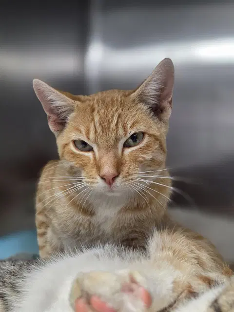 Golden Boy - Domestic Short Hair