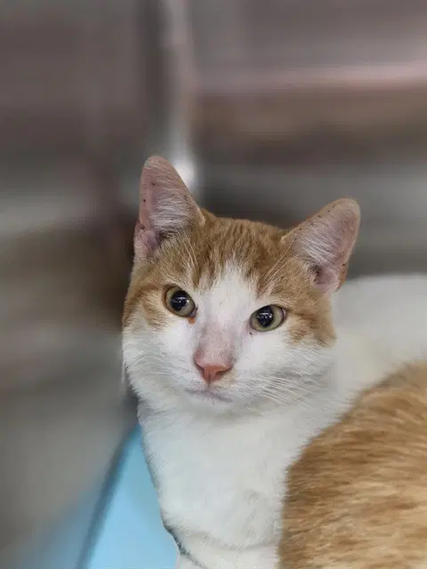 Pony Boy - Domestic Short Hair