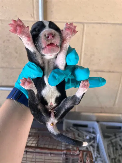 Unknown - Queensland Heeler