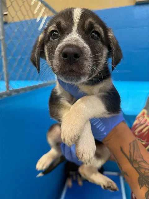 Unknown - Queensland Heeler