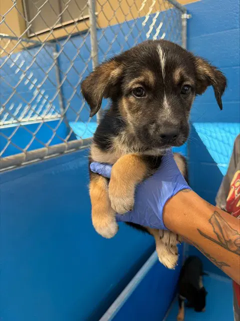 Unknown - Queensland Heeler