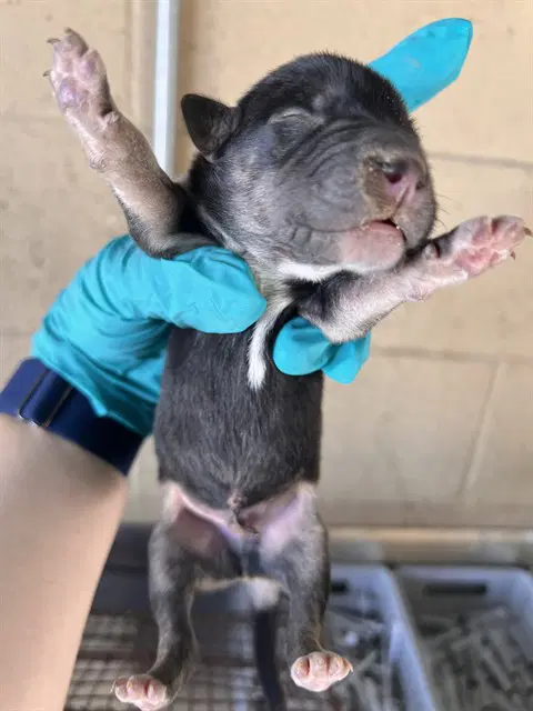 Unknown - Queensland Heeler