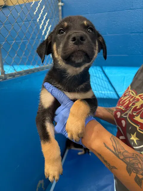 Unknown - Queensland Heeler