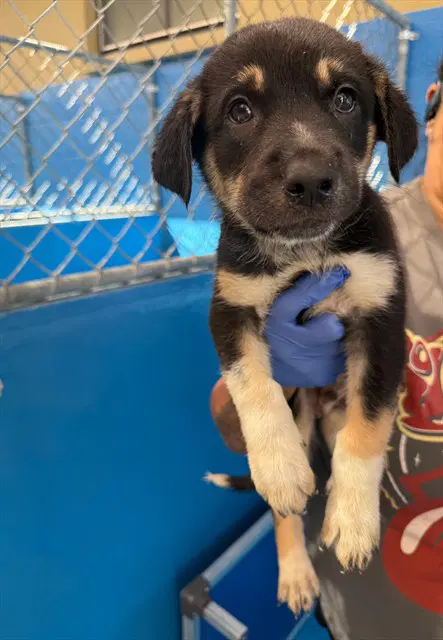 Unknown - Queensland Heeler