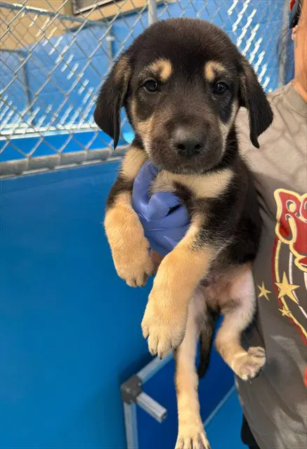 Unknown - Queensland Heeler
