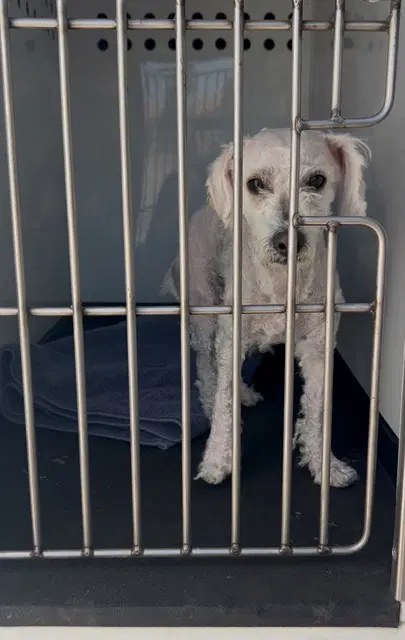 Unknown - Poodle (Miniature)