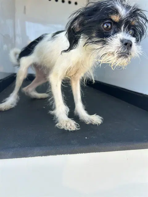 Unknown - Shih Tzu