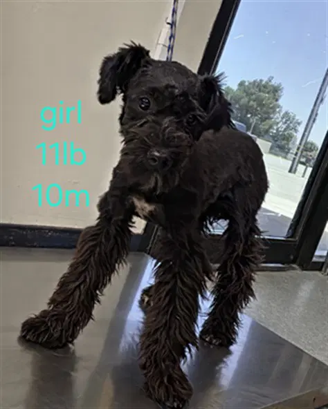 Unknown - Miniature Schnauzer