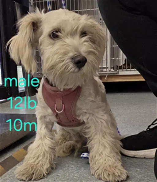 Unknown - Miniature Schnauzer