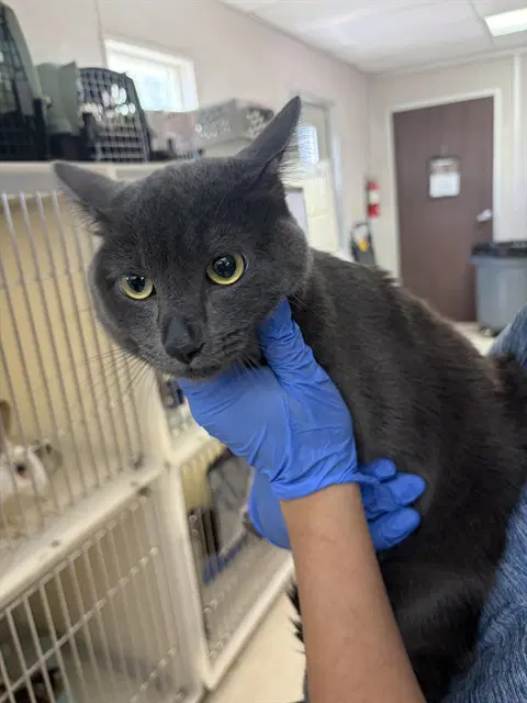 Unknown - Domestic Short Hair