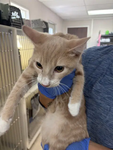 Unknown - Domestic Short Hair