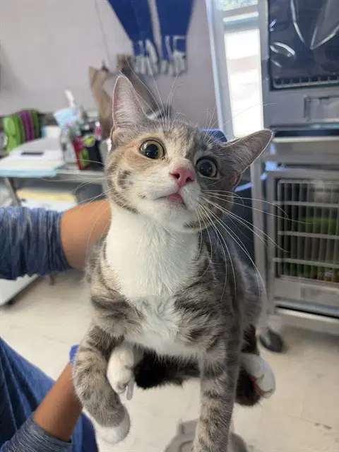 Unknown - Domestic Short Hair