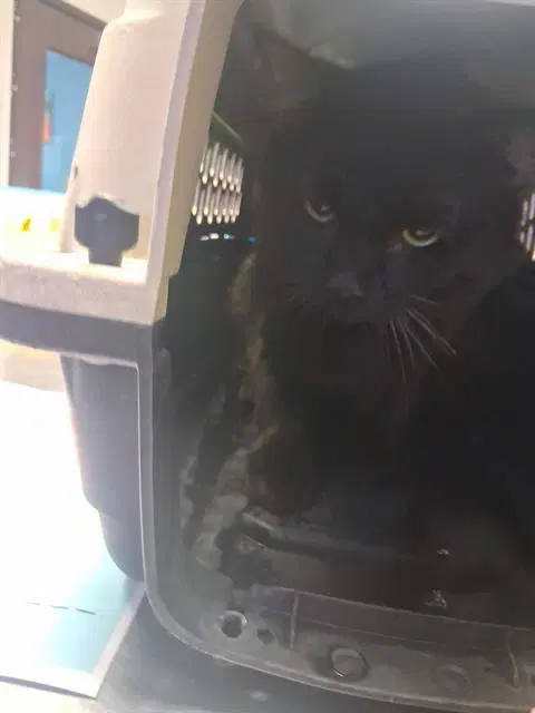 Unknown - Domestic Short Hair