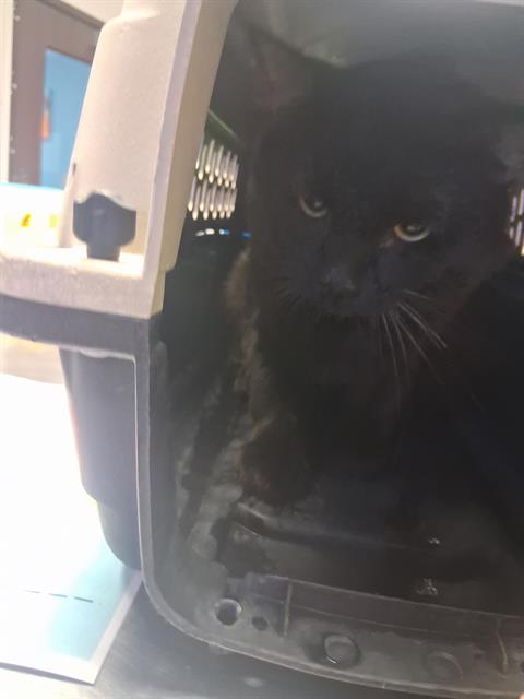 FREDDY KRUEGER, a cat for adoption from Bakersfield Animal Care Center