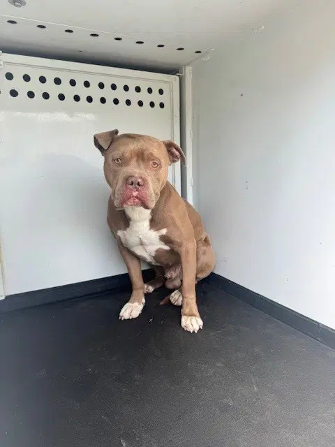 Unknown - Pit Bull Terrier