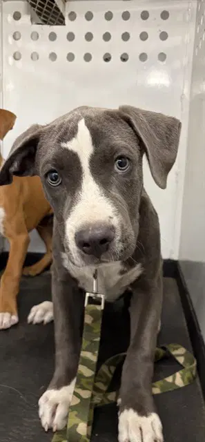 Munchies - Pit Bull Terrier
