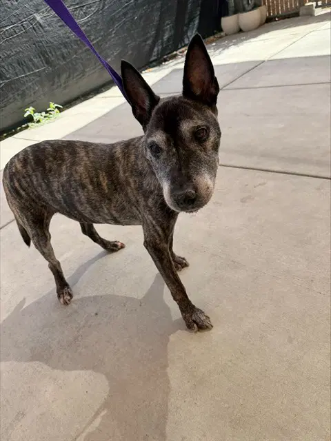 Angel - Bull Terrier