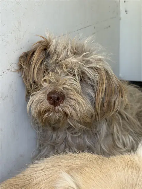 Unknown - Terrier