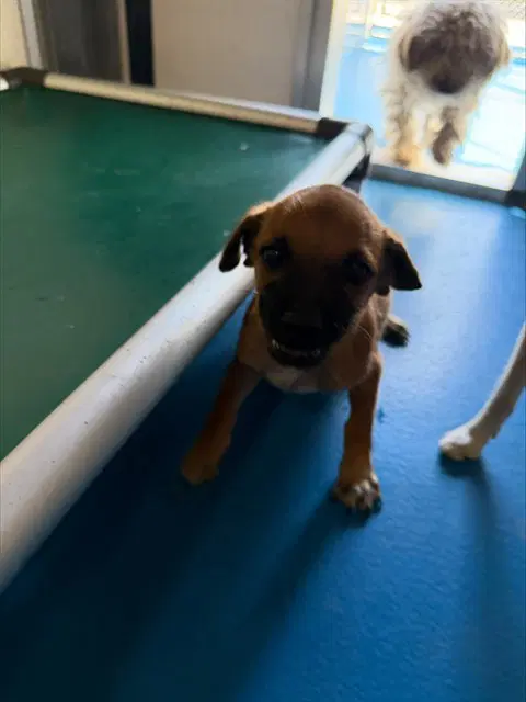 Unknown - Chihuahua