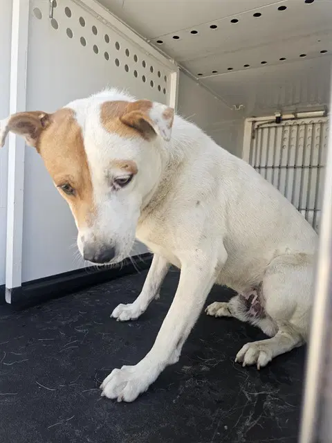 Unknown - Australian Cattle Dog/Blue Heeler