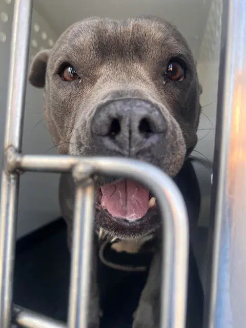 Unknown - Pit Bull Terrier