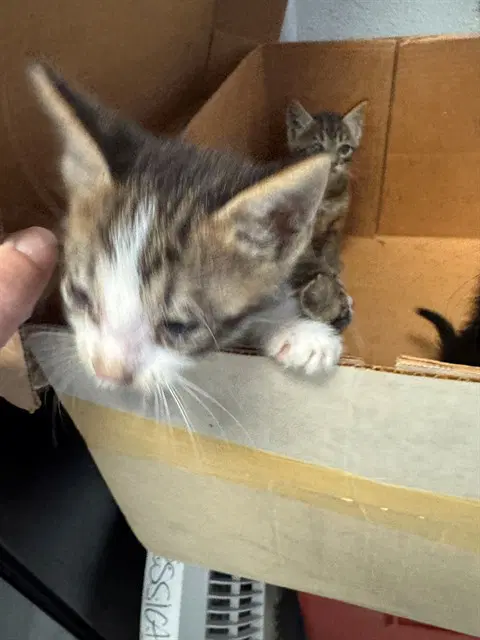Unknown - Domestic Short Hair