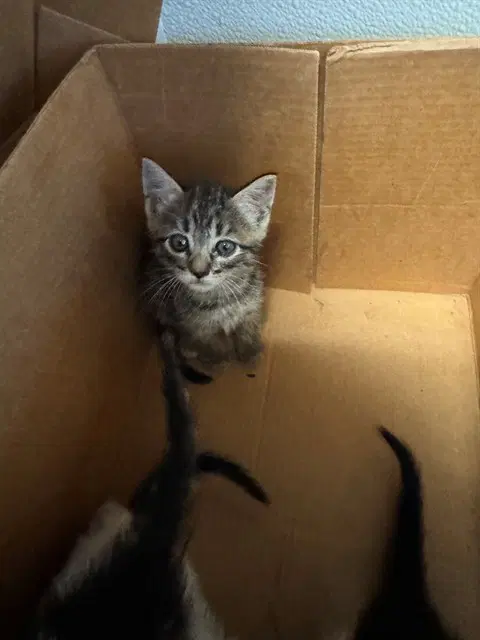 Unknown - Domestic Short Hair