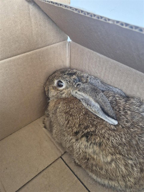 JELLY, a rabbit for adoption from Bakersfield Animal Care Center