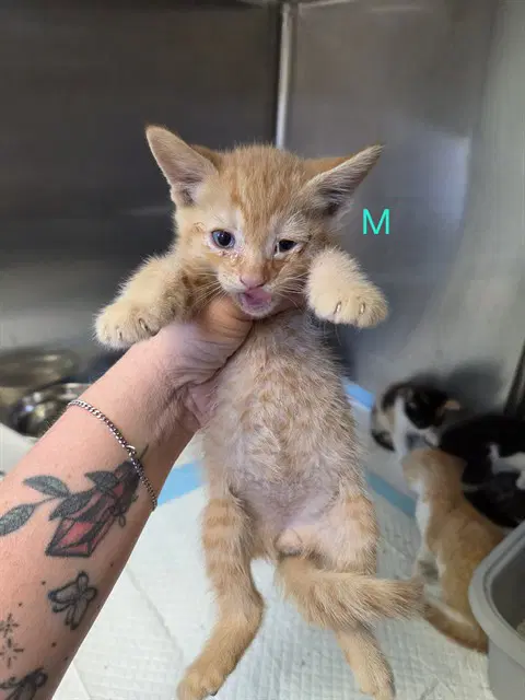 Fanta - Domestic Short Hair