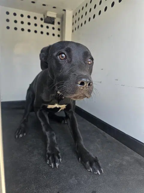 Unknown - Pit Bull Terrier