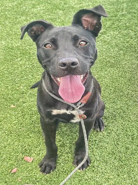 Unknown - Pit Bull Terrier