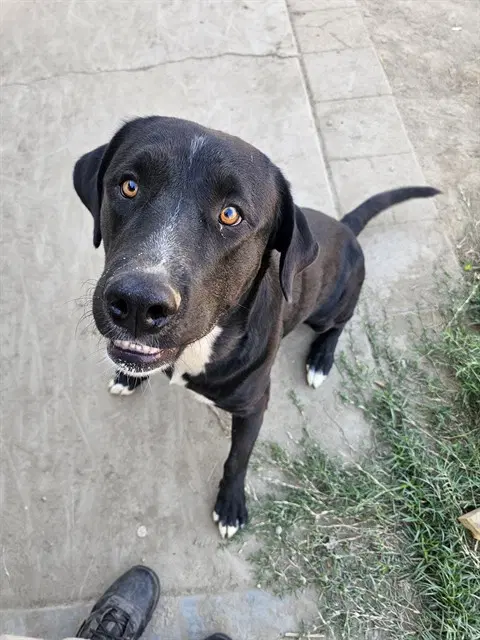 Unknown - Labrador Retriever