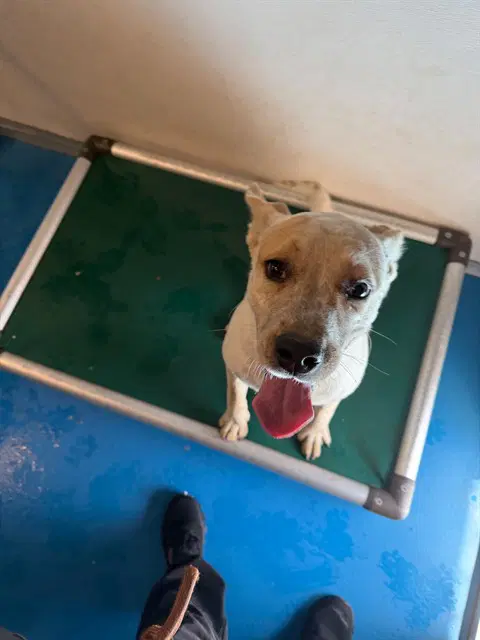 Unknown - Australian Cattle Dog/Blue Heeler