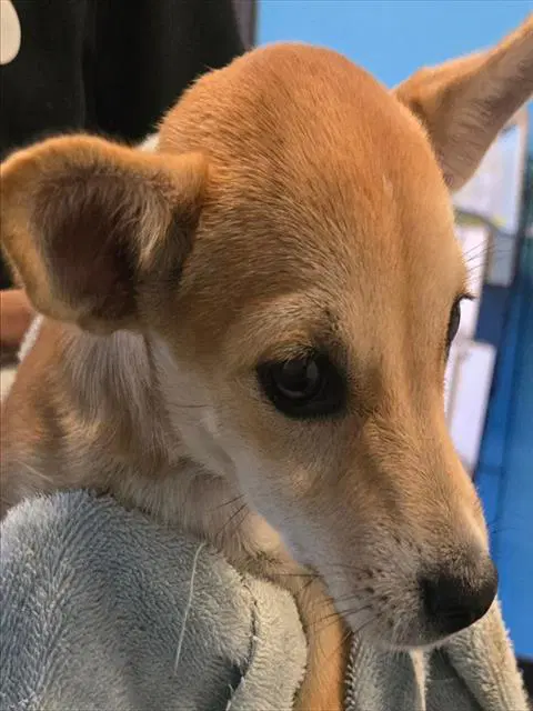 Unknown - Chihuahua