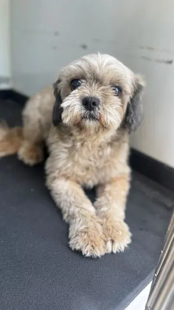 Unknown - Shih Tzu