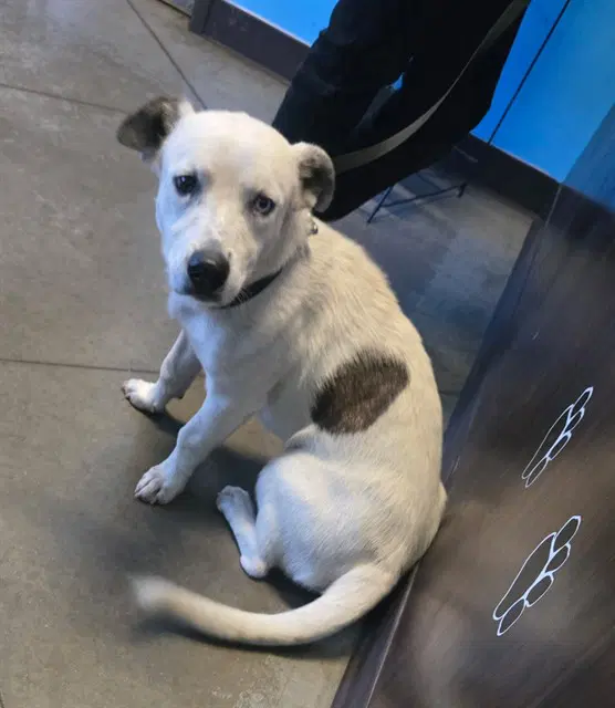 Unknown - Australian Cattle Dog/Blue Heeler