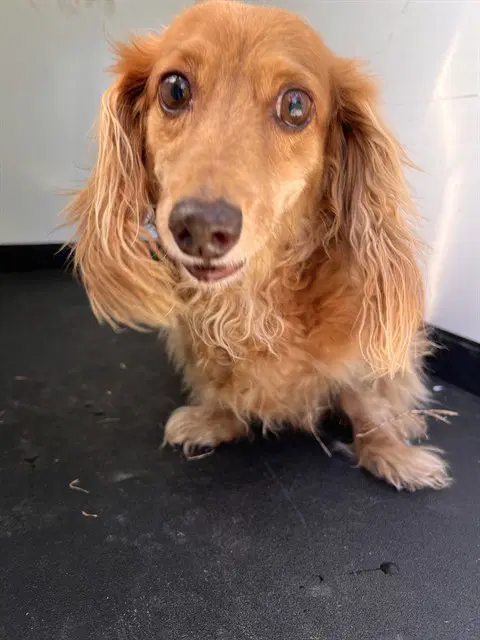 Unknown - Dachshund
