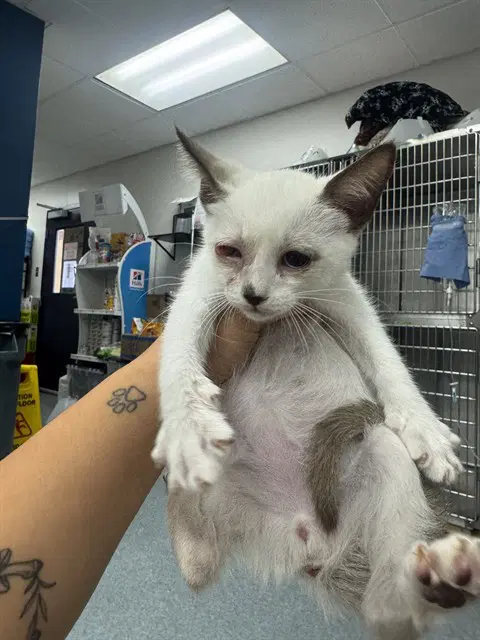 Unknown - Domestic Short Hair