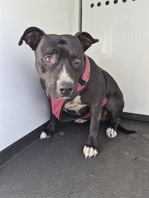 Mini Mouse - Pit Bull Terrier