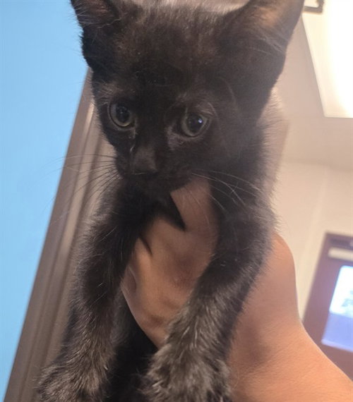 A170364, a cat for adoption from Bakersfield Animal Care Center