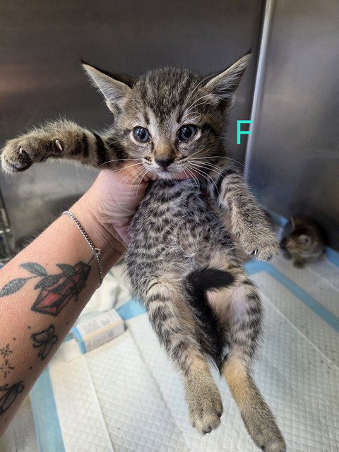 COLA, a cat for adoption from Bakersfield Animal Care Center