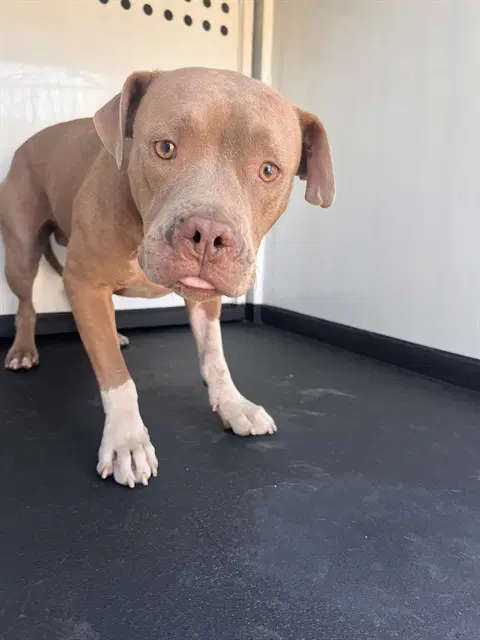 Unknown - Pit Bull Terrier