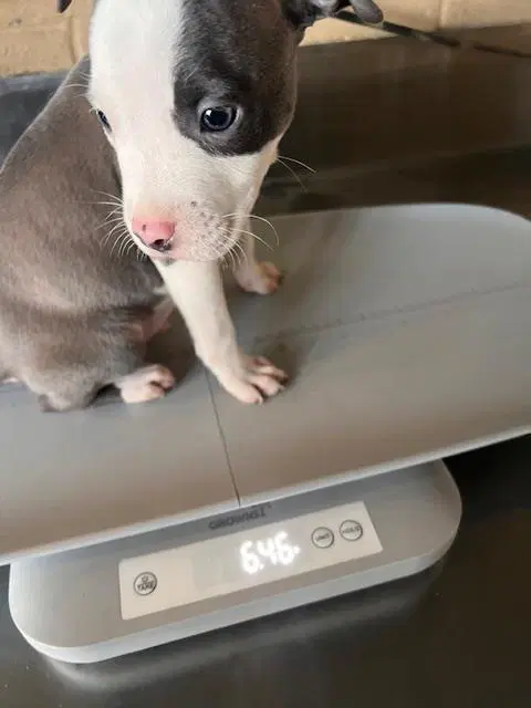 Unknown - Pit Bull Terrier