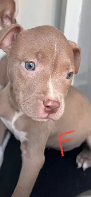 Unknown - Pit Bull Terrier
