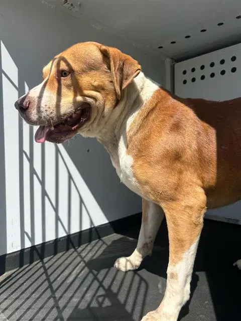 Unknown - Pit Bull Terrier
