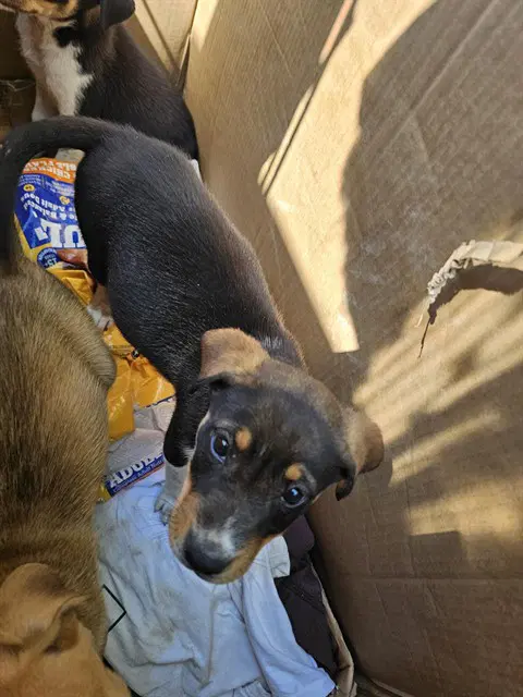 Unknown - Australian Cattle Dog/Blue Heeler