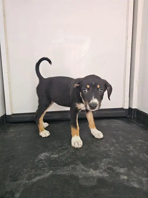 Unknown - Australian Cattle Dog/Blue Heeler
