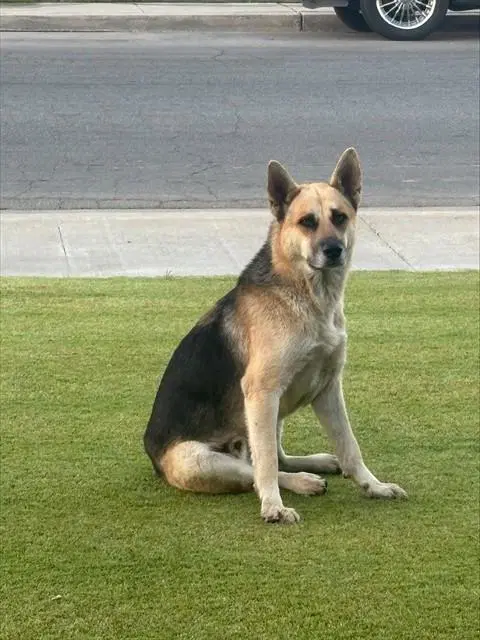 Unknown - German Shepherd Dog